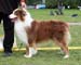 Red males 3rd Ossequente Lancia Rosso1