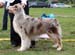 Red merle males 1st Captain Kidd of Imagineer1