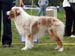 Red merle males 2nd Beauwood Karelian Bear4