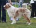 Red merle males 2nd Beauwood Karelian Bear5