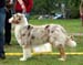Red merle males 3rd Hazelmoor Kilkenny Kidd