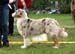 Red merle males 3rd Hazelmoor Kilkenny Kidd1