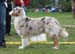 Red merle males 3rd Hazelmoor Kilkenny Kidd2