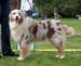 Red merle males 4th Hazelmoor Handy Hammer