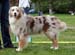 Red merle males 4th Hazelmoor Handy Hammer1