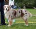 Red merle males 4th Hazelmoor Handy Hammer2
