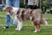Red merle males 5th Glenhouse's Extra Cool