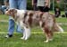 Red merle males 5th Glenhouse's Extra Cool1