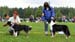 black bitches 1st Illinsaari Olivia and 2nd Ossequente Sirius