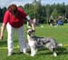blue merle bitches 1st Tres Colores Gabrielina
