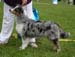 blue merle bitches 1st Tres Colores Gabrielina2