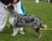 blue merle bitches 1st Tres Colores Gabrielina3