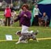 blue merle bitches 1st Tres Colores Gabrielina4
