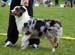 blue merle bitches 2nd Watermark Rose at Coppercreek