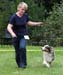 blue merle bitches 3rd Drover's Breakthrough1