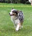 blue merle bitches 3rd Drover's Breakthrough2