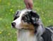 blue merle bitches 3rd Drover's Breakthrough3