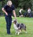 blue merle bitches 3rd Drover's Breakthrough4