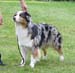 blue merle bitches 3rd Drover's Breakthrough5