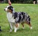 blue merle bitches 3rd Drover's Breakthrough9