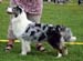 blue merle bitches 5th Sentikki Dance With Me1