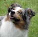 blue merle bitches Drover's All Eyes On Me