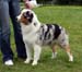 blue merle bitches Hazelmoor Merry Mood