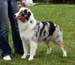 blue merle bitches Hazelmoor Merry Mood1
