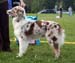 red merle bitches 1st Glenhouse's Isadora1
