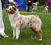 red merle bitches 2nd Drover's Crown Jewel1