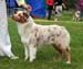 red merle bitches 2nd Drover's Crown Jewel2