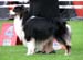 champion dogs EXC2 Propwash Wishing You Were Here
