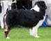 champion dogs EXC4 CAC new EE CH Strandly Blockbuster
