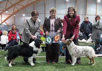 BOS CAC CACIB Namikiss Ever Magic and BOB CAC CACIB BIG 2 Drover's Crown Jewel3