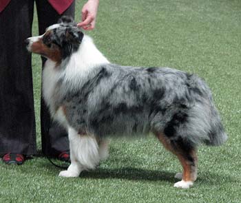 champion male EXC1 2nd best male res.CACIB CH Drover's Attent'n Please4