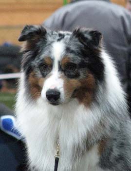 champion male EXC1 2nd best male res.CACIB CH Drover's Attent'n Please5