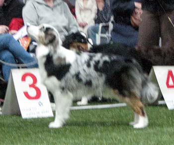 intermediate bitch VG3 Ki-Ro-Ma's Excellente Evitia1