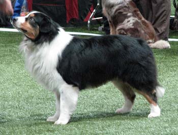 open males EXC1 CAC CACIB BOS Namikiss Ever Magic1
