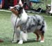 champion male EXC1 2nd best male res.CACIB CH Drover's Attent'n Please