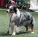champion male EXC1 2nd best male res.CACIB CH Drover's Attent'n Please2