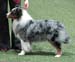 champion male EXC1 2nd best male res.CACIB CH Drover's Attent'n Please3