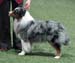 champion male EXC1 2nd best male res.CACIB CH Drover's Attent'n Please4
