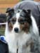 champion male EXC1 2nd best male res.CACIB CH Drover's Attent'n Please5
