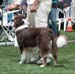 intermediate bitch VG2 Aussie Gården's Nami Little Perfect