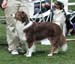intermediate bitch VG2 Aussie Gården's Nami Little Perfect1
