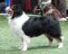 open males EXC1 CAC CACIB BOS Namikiss Ever Magic