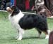 open males EXC1 CAC CACIB BOS Namikiss Ever Magic2