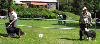 Champion males 1-2