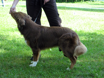 Junior male Purple Arrow Duke of Charming SG1