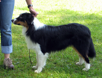 Puppy male After All's Infinite Victory VV1